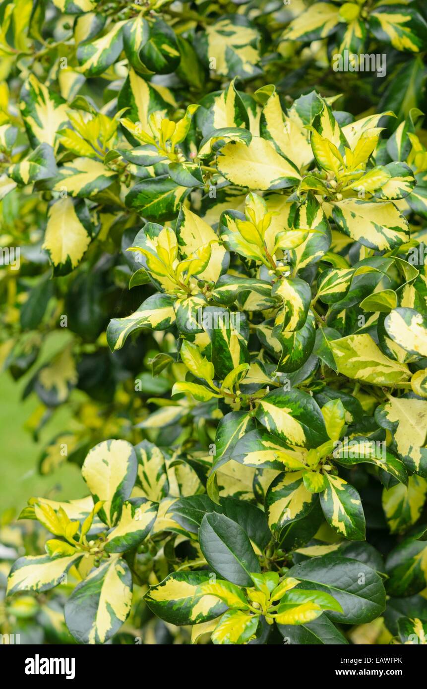 Holly (Ilex x altaclerensis 'Ripley Gold') Stock Photo