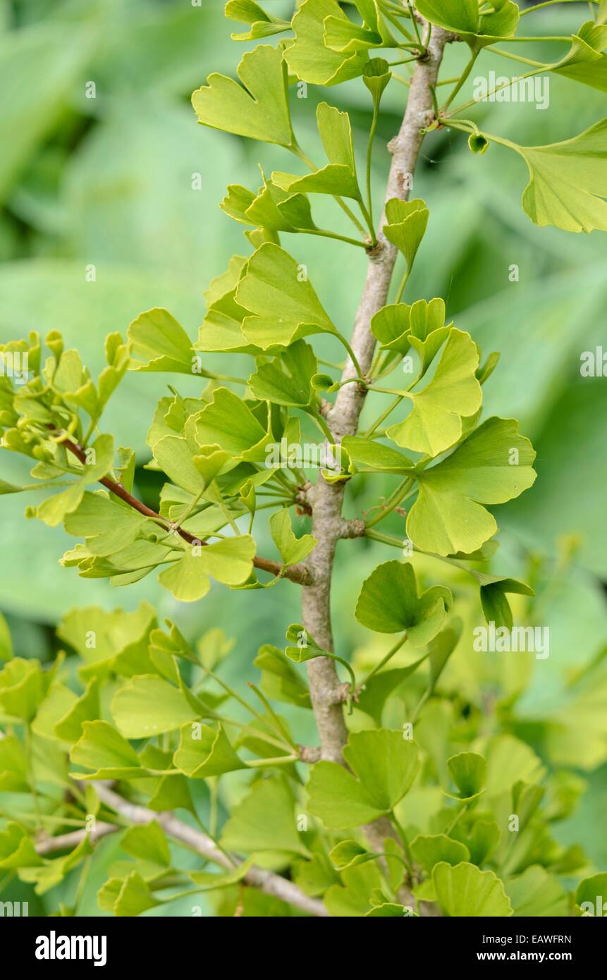 Ginkgo (Ginkgo biloba 'Tubifolia') Stock Photo
