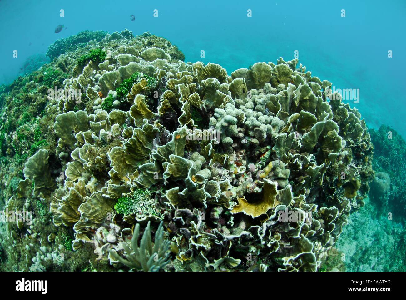 Hard corals grow in the Caribbean Sea. Stock Photo