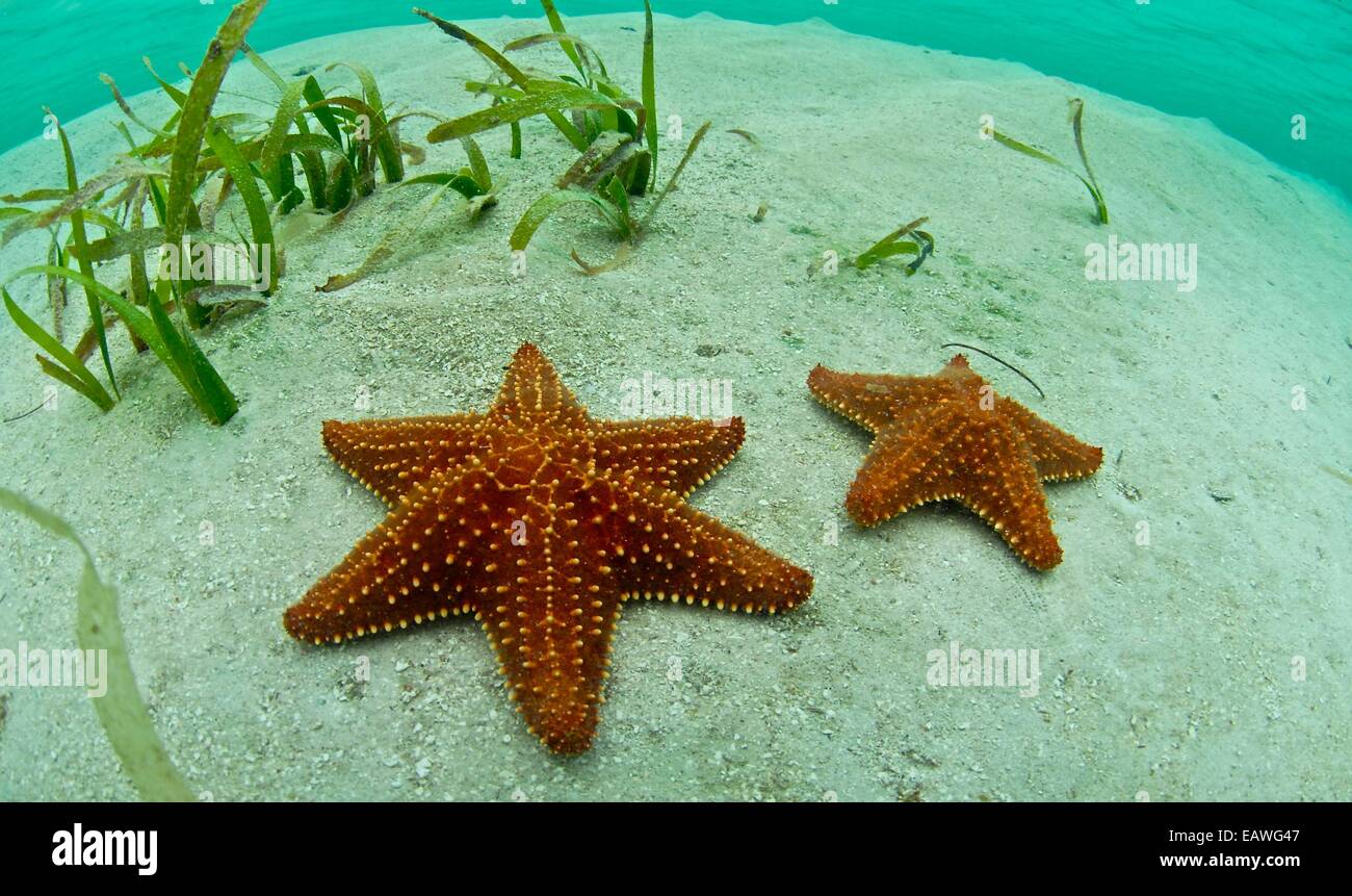 Starfish home decoration immagini e fotografie stock ad alta risoluzione -  Alamy