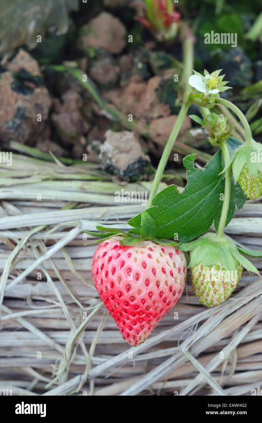 Bush of fresh ripe red strawberry in the field Stock Photo - Alamy