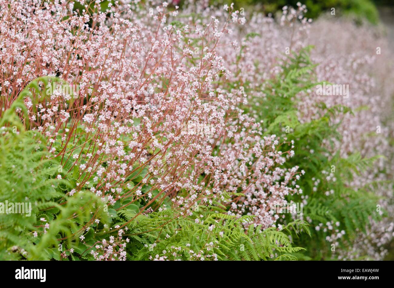 Pyrenean saxifrage (Saxifraga umbrosa) Stock Photo