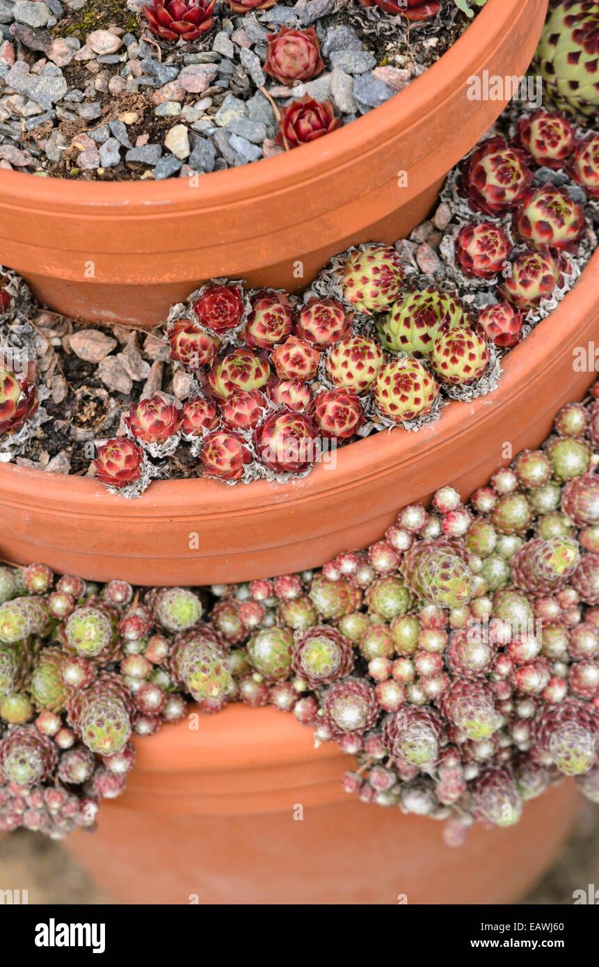 Houseleek (Sempervivum) in stacked flower pots Stock Photo