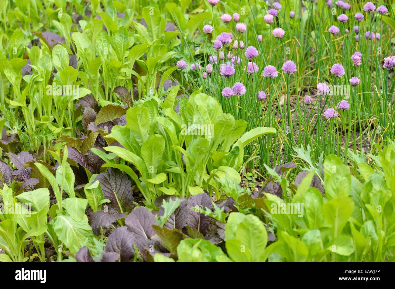 Chinese mustard (Brassica juncea) and chives (Allium schoenoprasum) Stock Photo