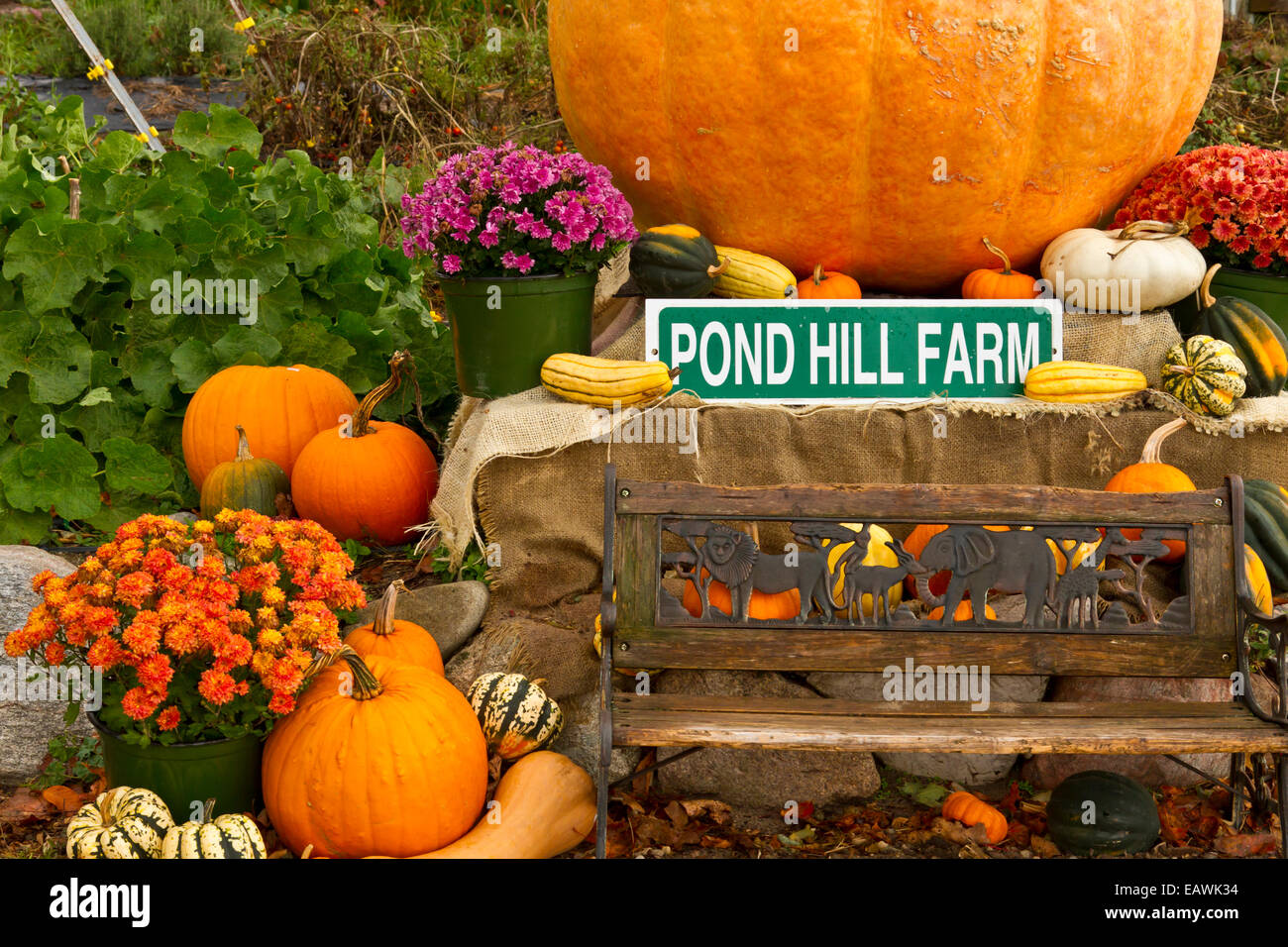 Pumpkins and squash for sale at the Pond Hill Farm along Highway 119 near Harbor Springs, Michigan, USA. Stock Photo