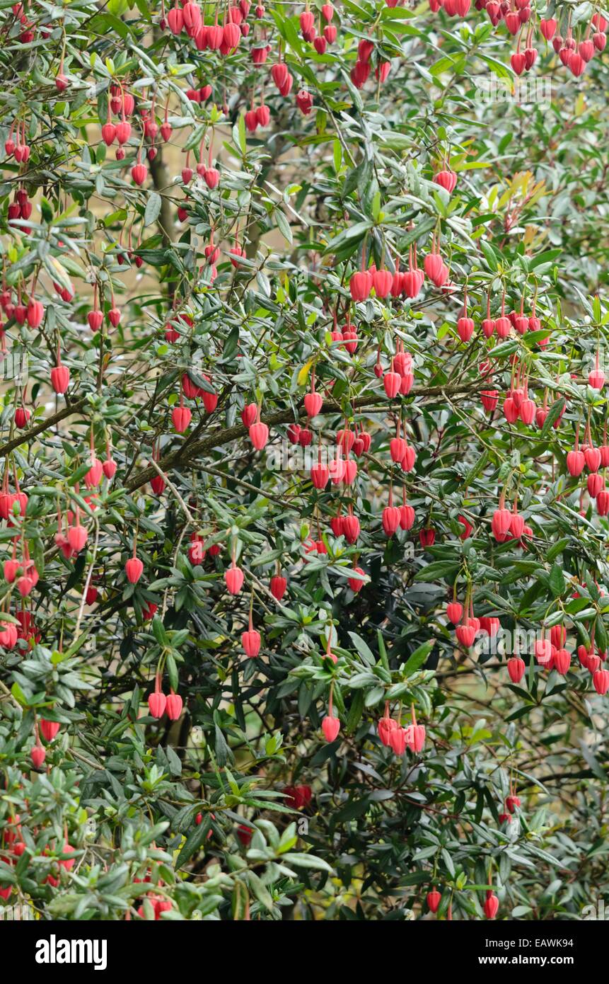 Chilean lantern tree (Crinodendron hookerianum) Stock Photo