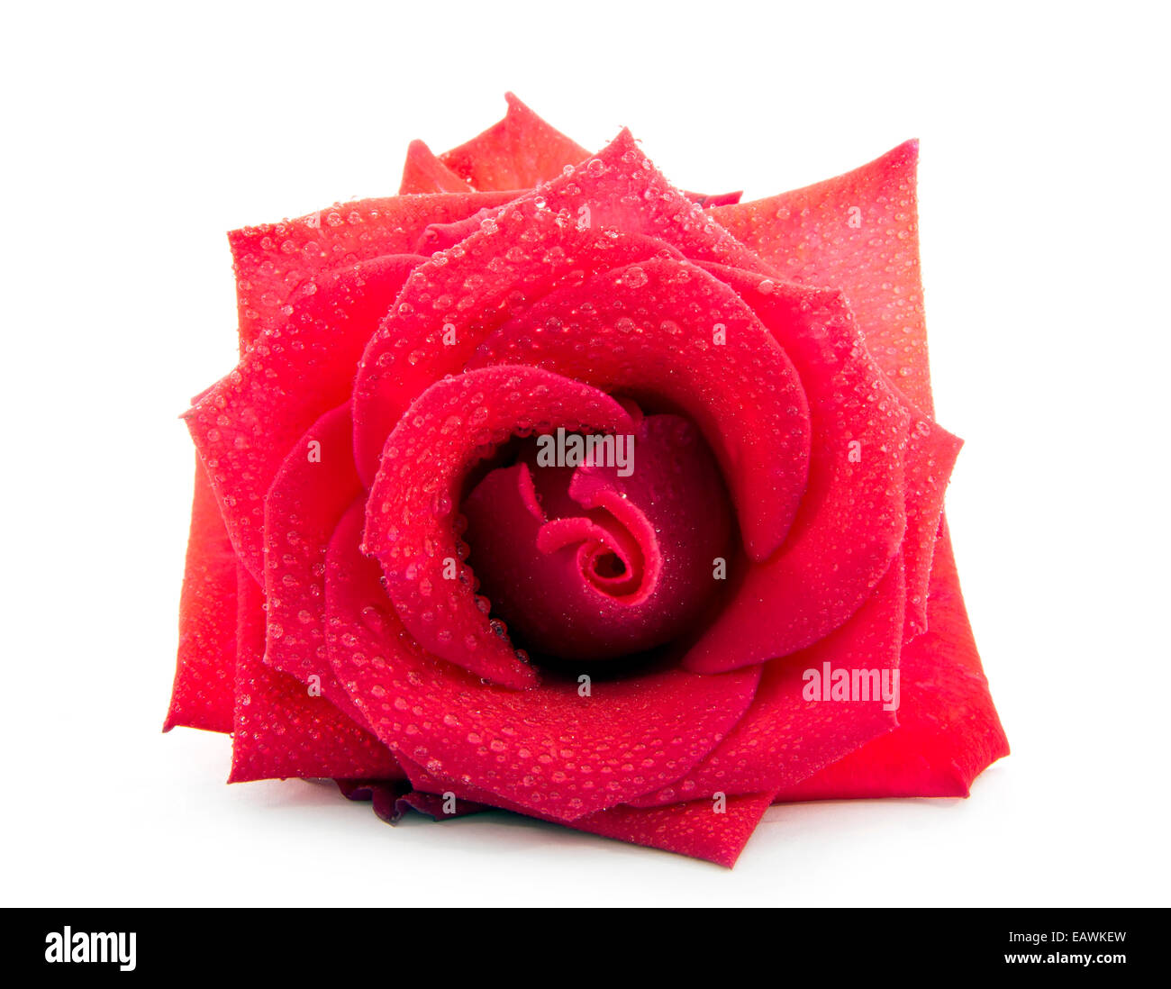 pink rose isolated on white background Stock Photo - Alamy