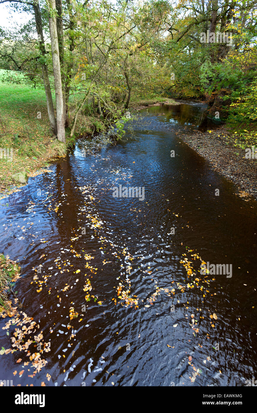 Autumn leaves floating down the Cam Beck at the point it crosses the line  of Hadrians Wall at Cambeckhill, Cumbria UK Stock Photo - Alamy