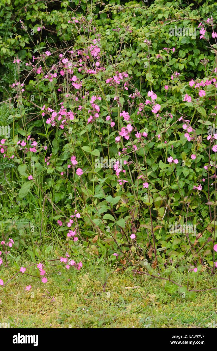 Red campion (Lychnis dioica syn. Silene dioica) Stock Photo