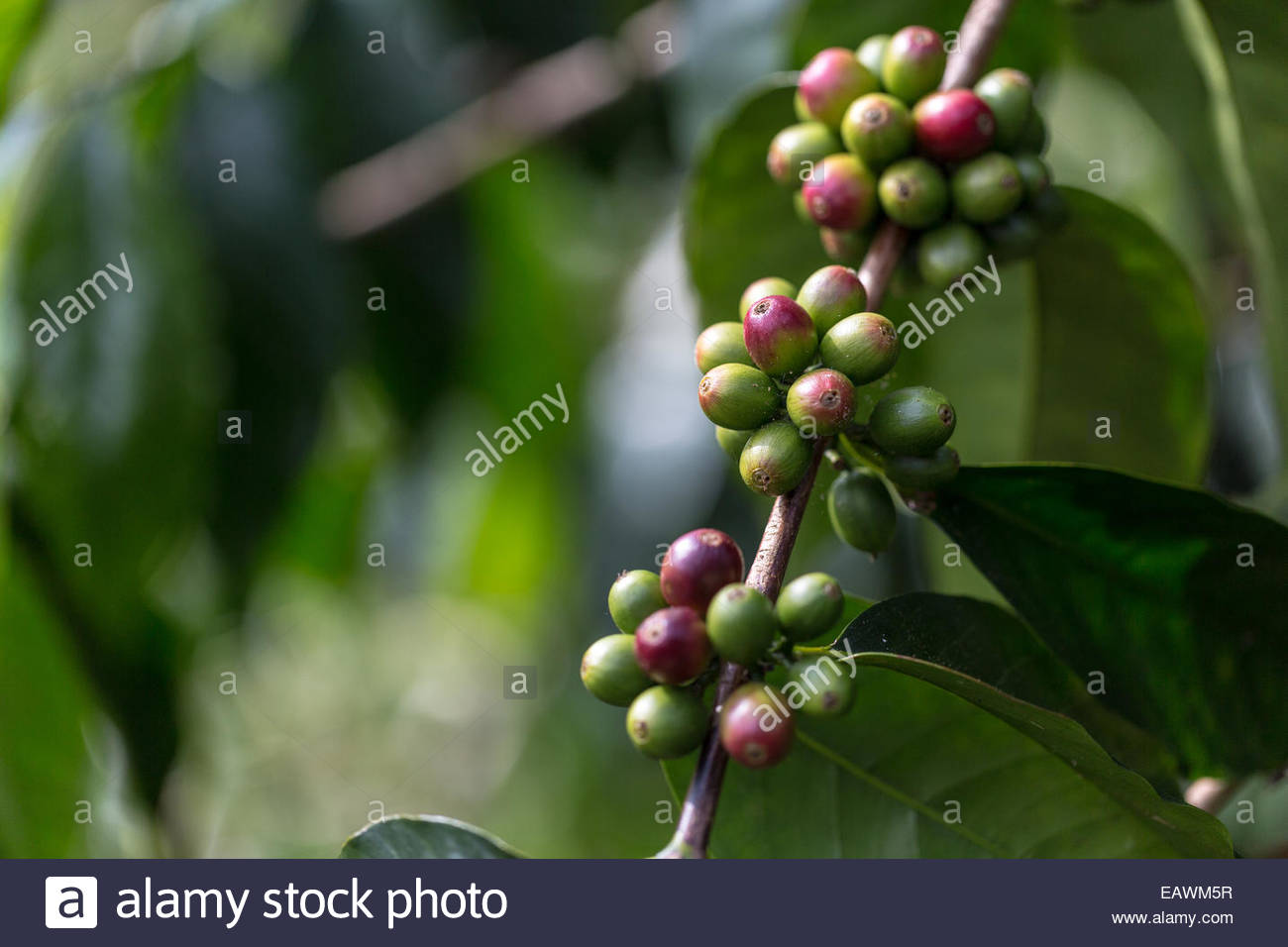 Kona Coffee Tree Stock Photos & Kona Coffee Tree Stock Images Alamy