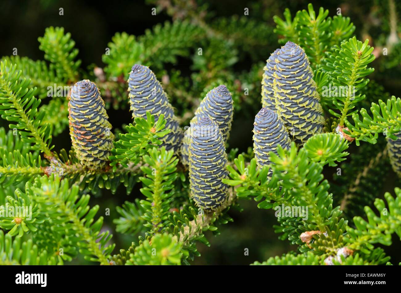 Korean fir tree hires stock photography and images Alamy