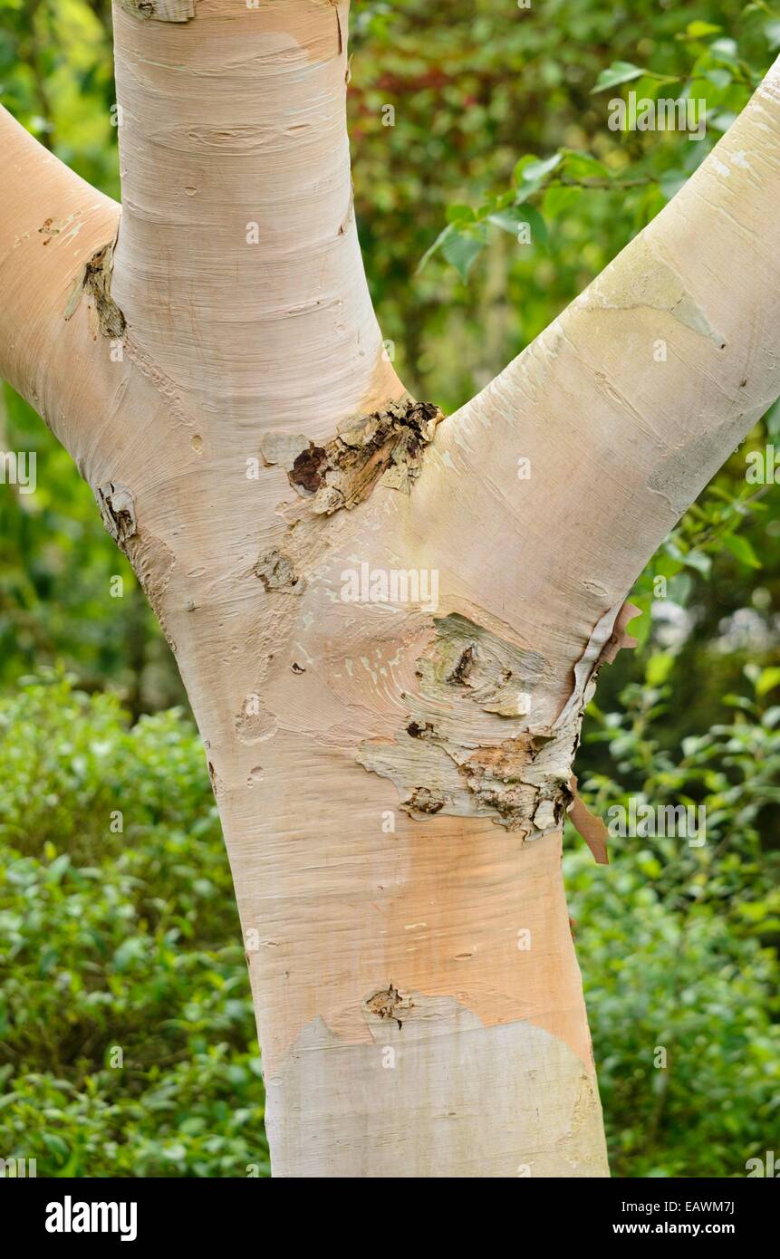 Korean birch (Betula costata) Stock Photo
