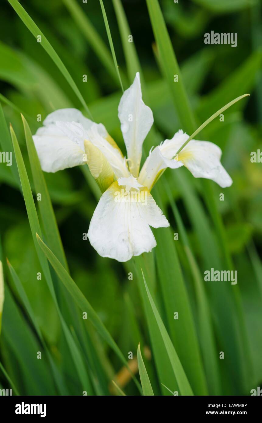 Siberian iris (Iris sibirica 'Whisley White') Stock Photo
