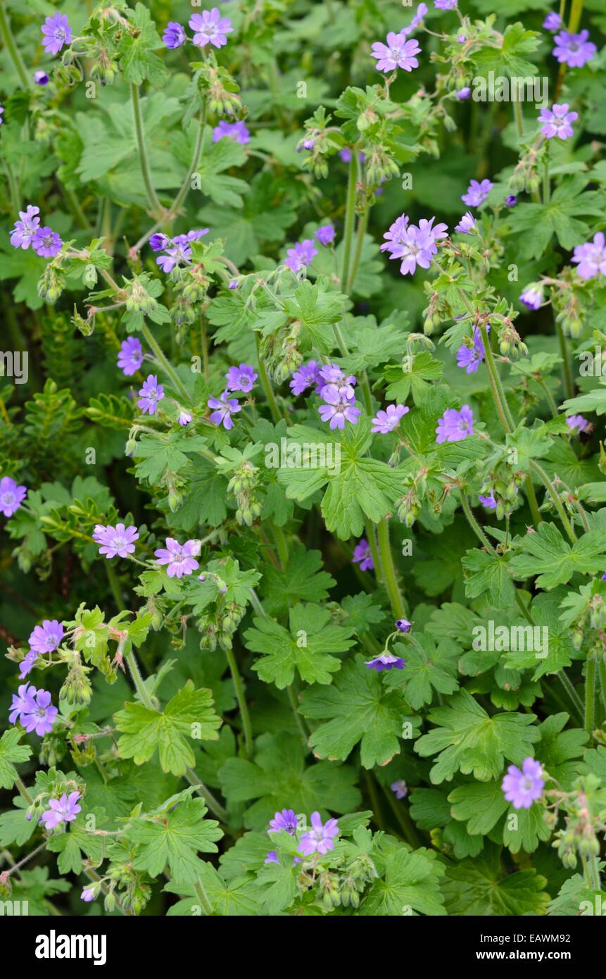 Hedgerow cranesbill (Geranium pyrenaicum 'Bill Wallis') Stock Photo