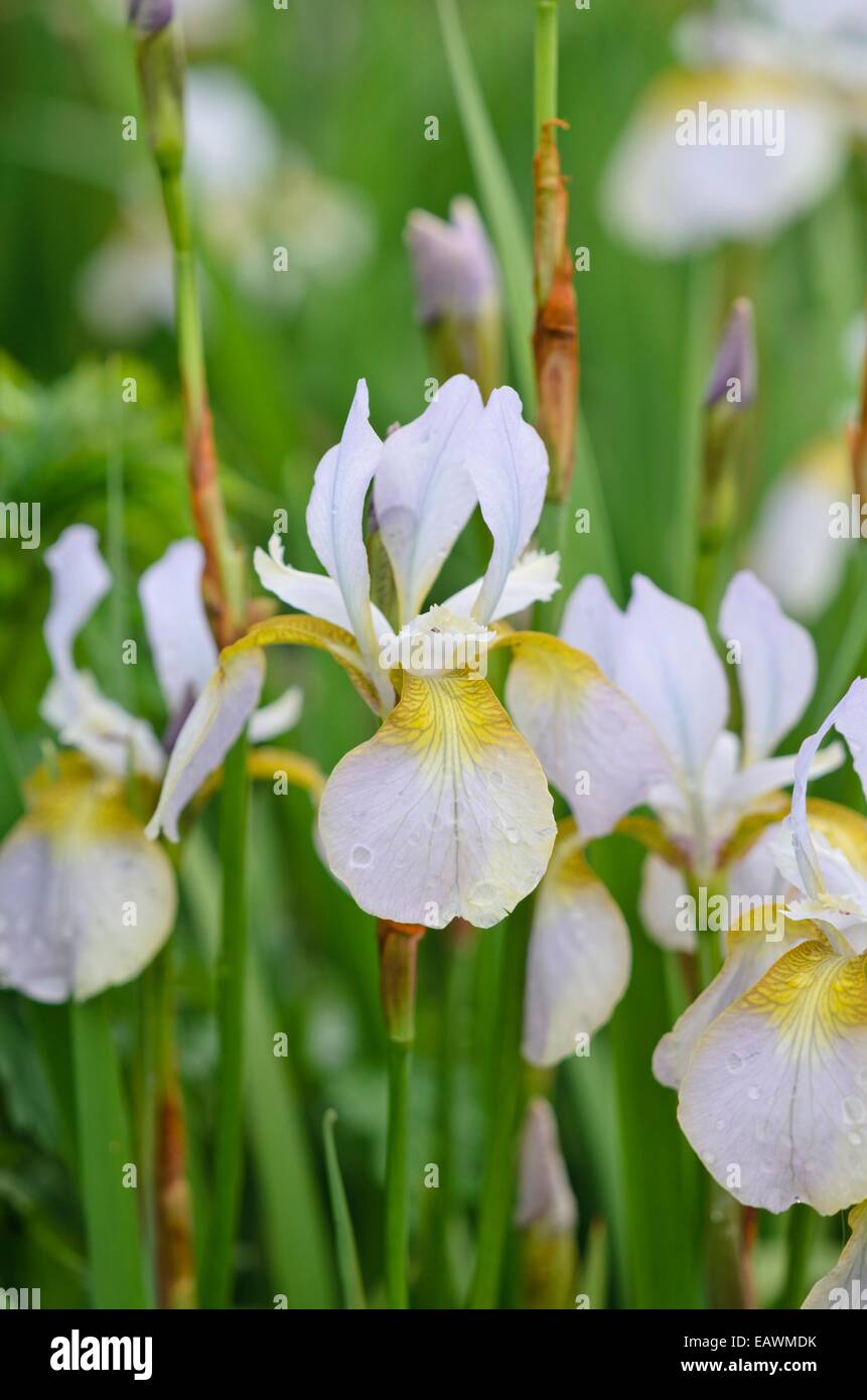 Siberian iris (Iris sibirica 'Langthorns Pink') Stock Photo
