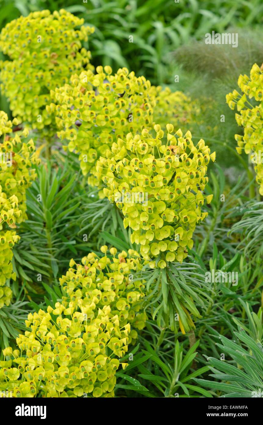 Large Mediterranean spurge (Euphorbia characias subsp. wulfenii) Stock Photo