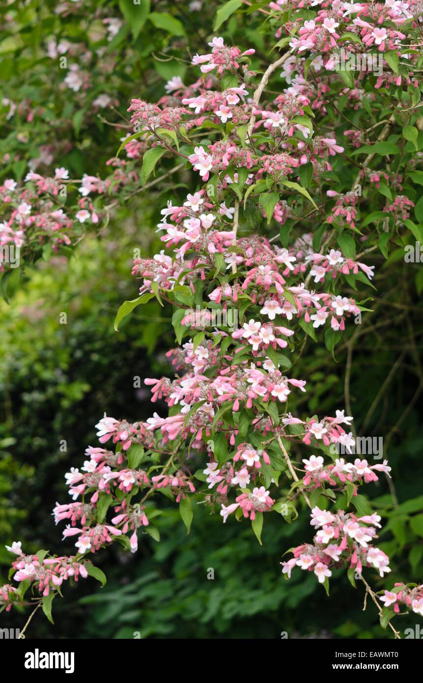 Beauty bush (Kolkwitzia amabilis 'Pink Cloud') Stock Photo