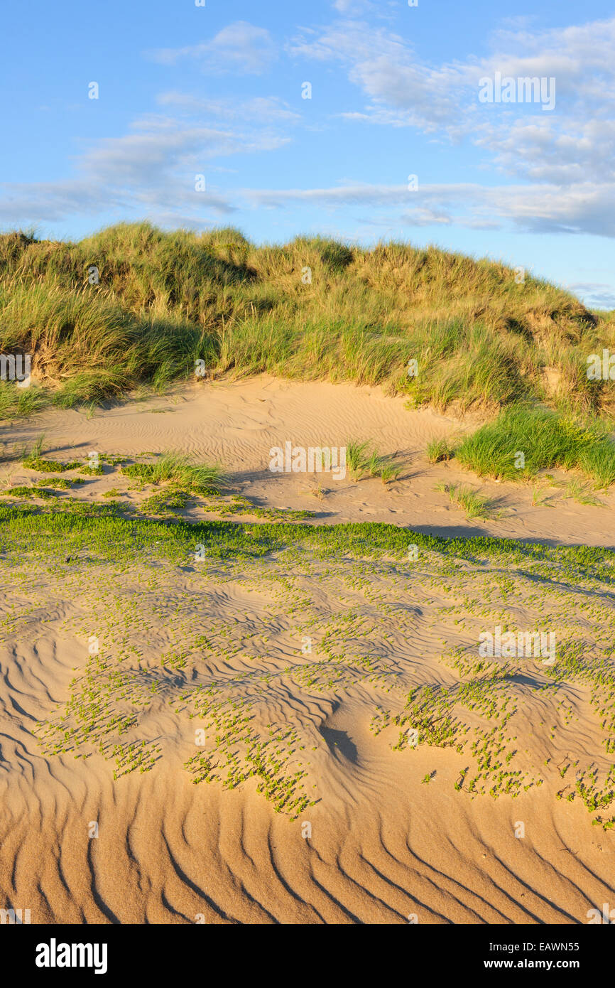 Sparse grass on a sandy dune Stock Photo