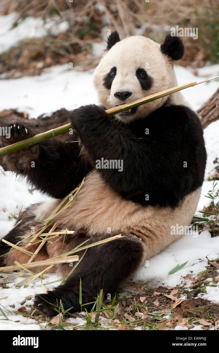 A giant panda bear eats bamboo. Stock Photo