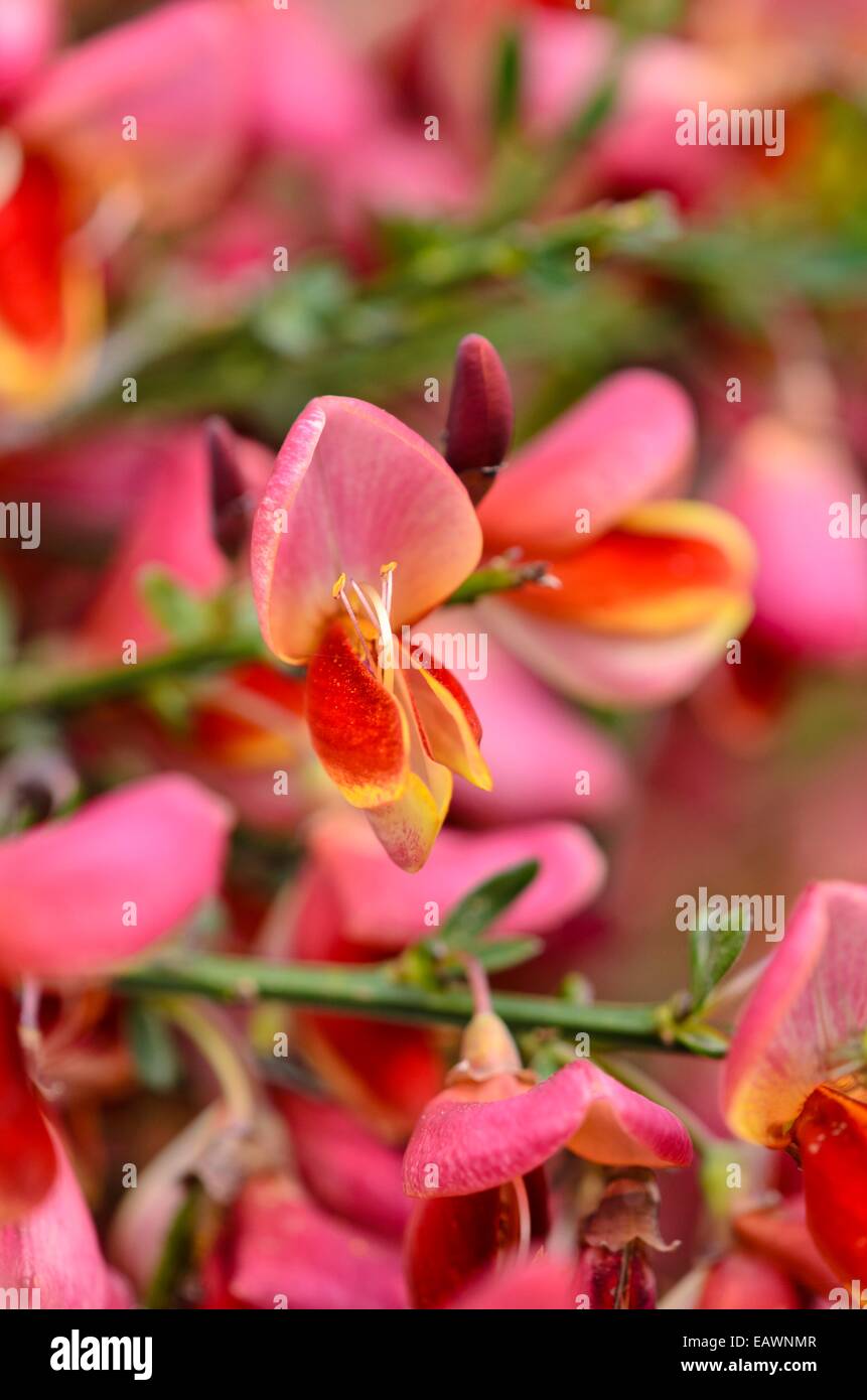 Warminster broom (Cytisus x praecox 'Hollandia') Stock Photo