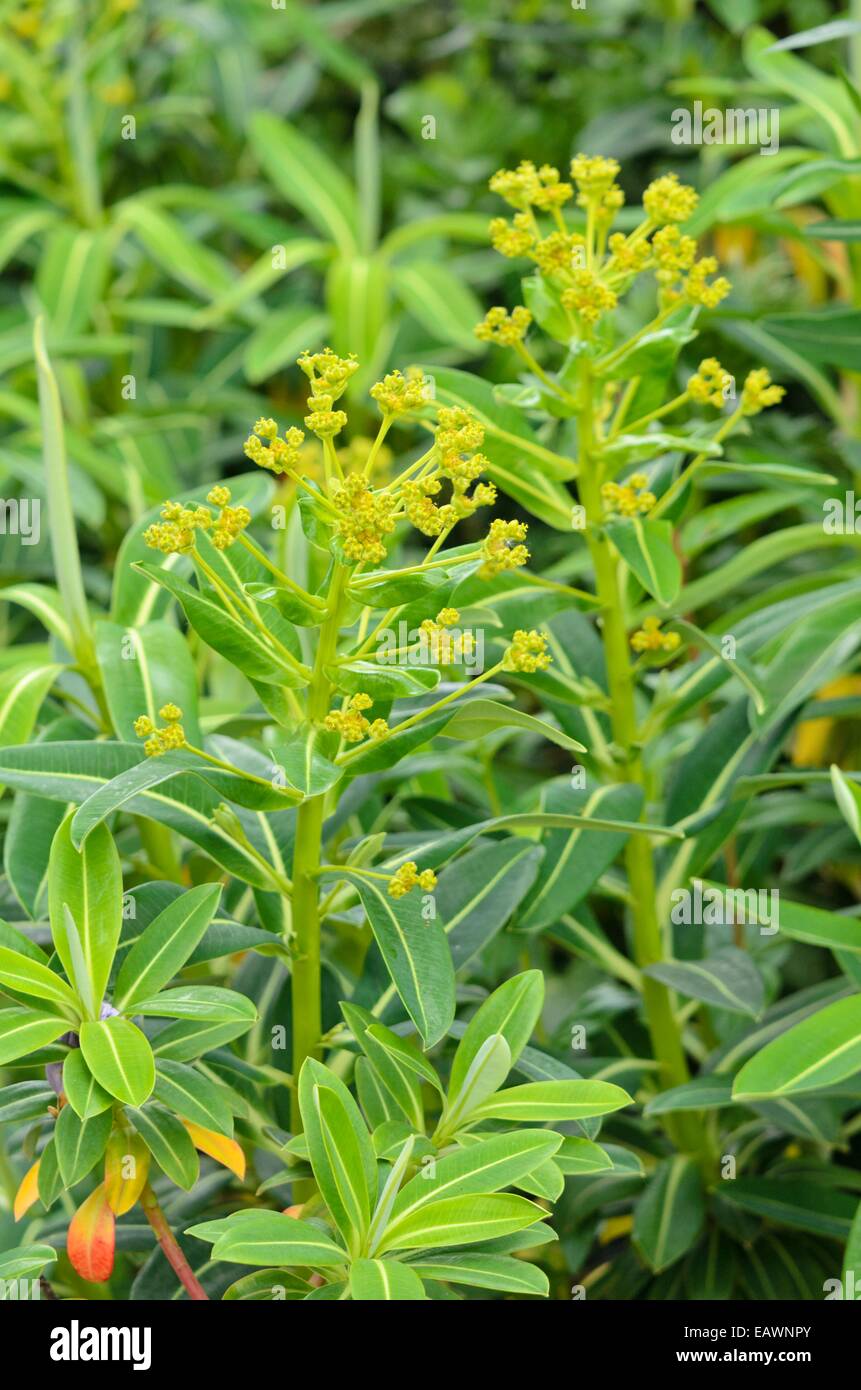 Spurge (Euphorbia stygiana) Stock Photo