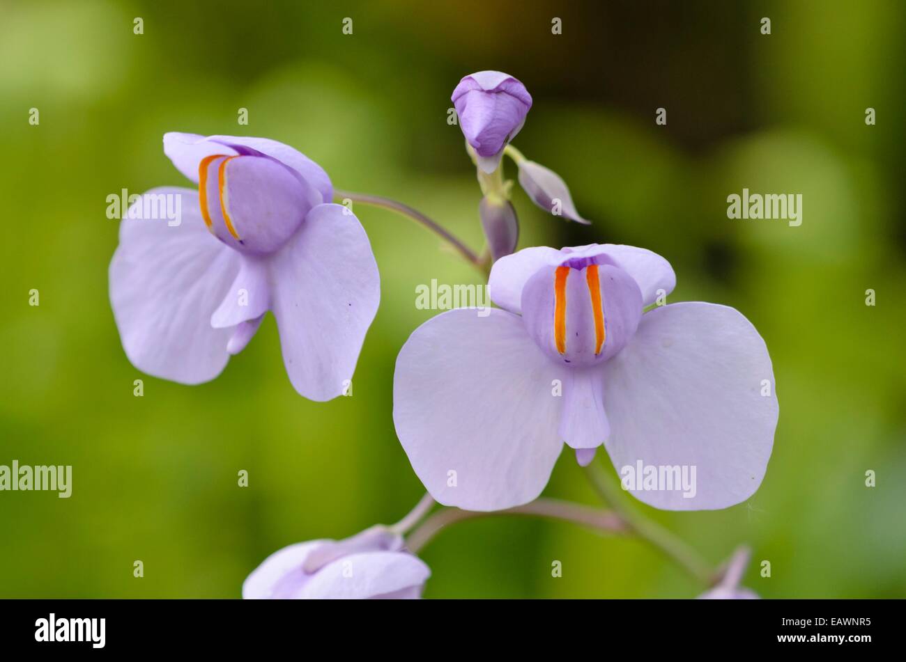 Bladderwort (Utricularia reniformis) Stock Photo