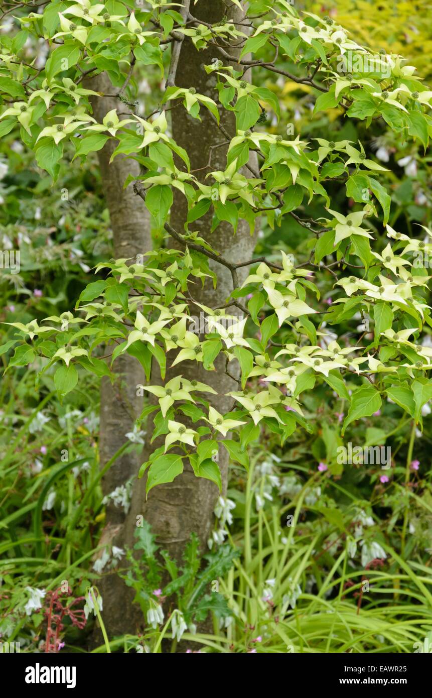 Japanese dogwood (Cornus kousa) Stock Photo