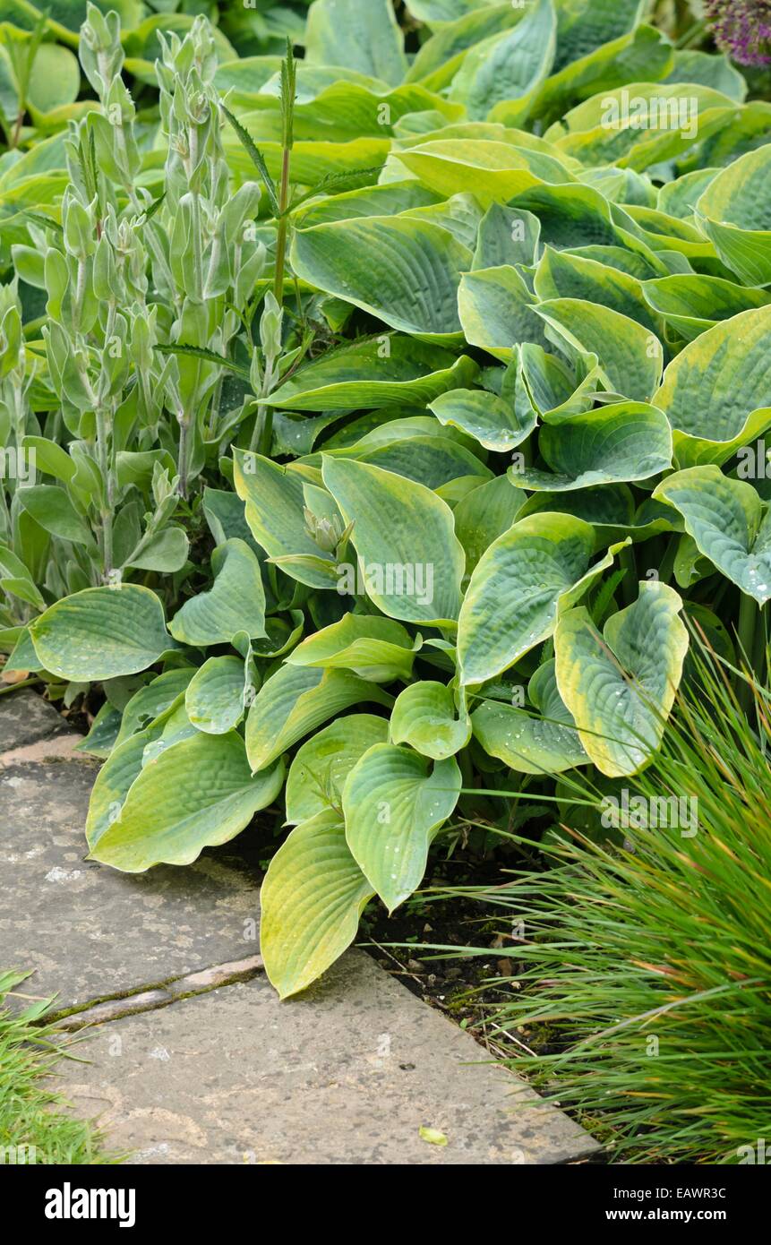 Plantain lily (Hosta sieboldiana 'Frances Williams') Stock Photo
