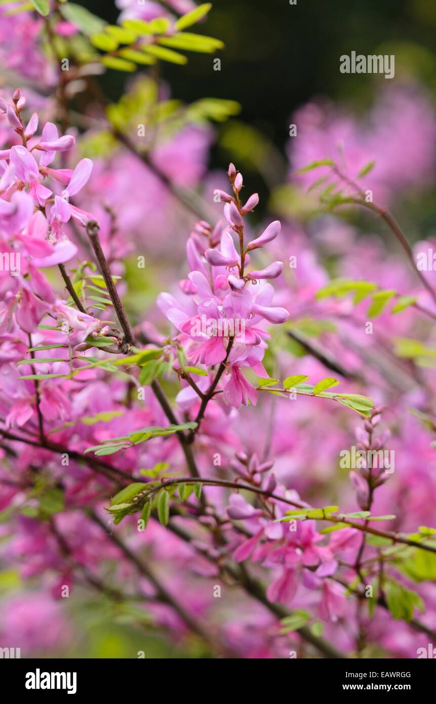 Himalayan indigo (Indigofera himalayensis 'Silk Road') Stock Photo