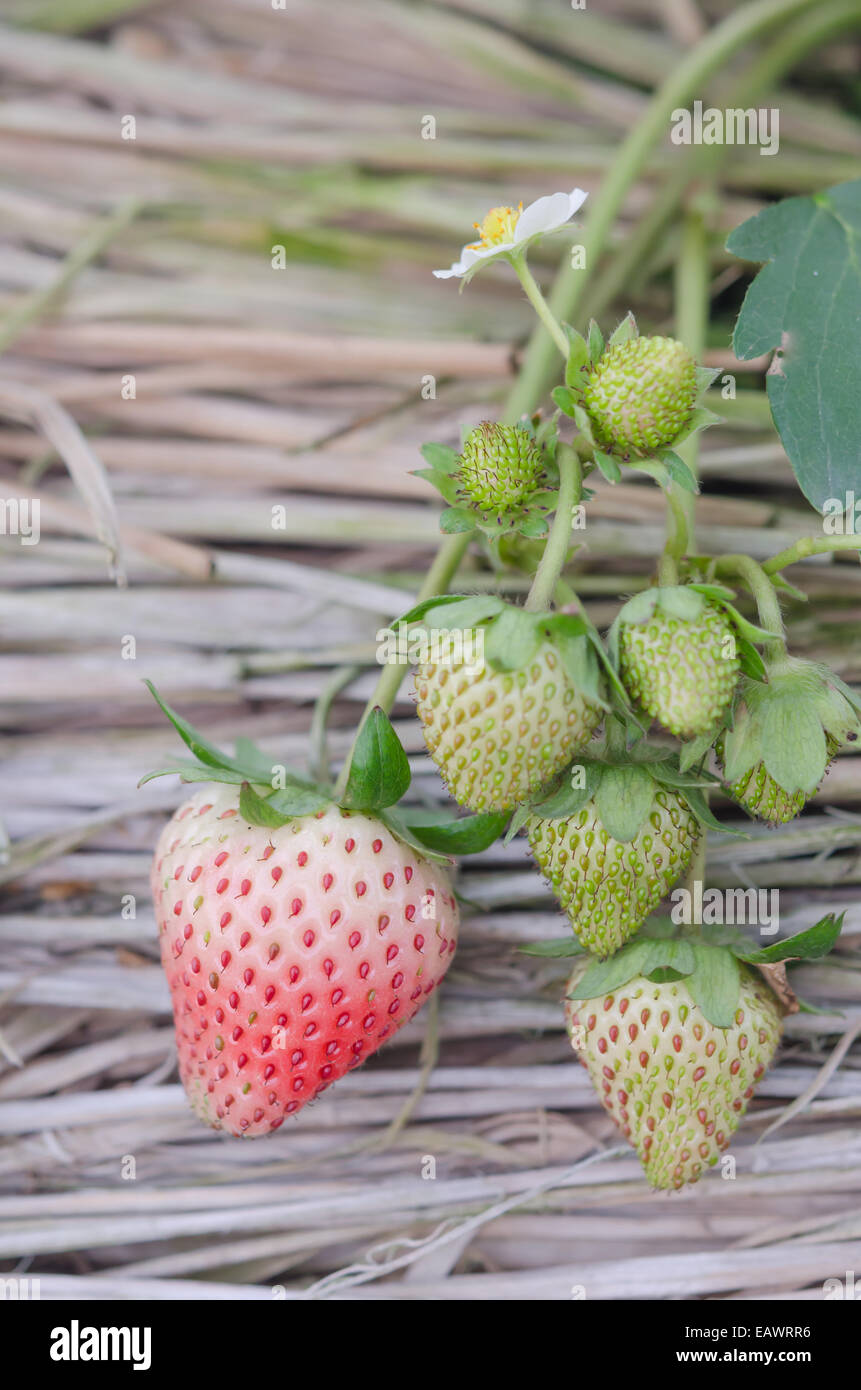 Strawberry plants already ripe to harvest Stock Photo - Alamy