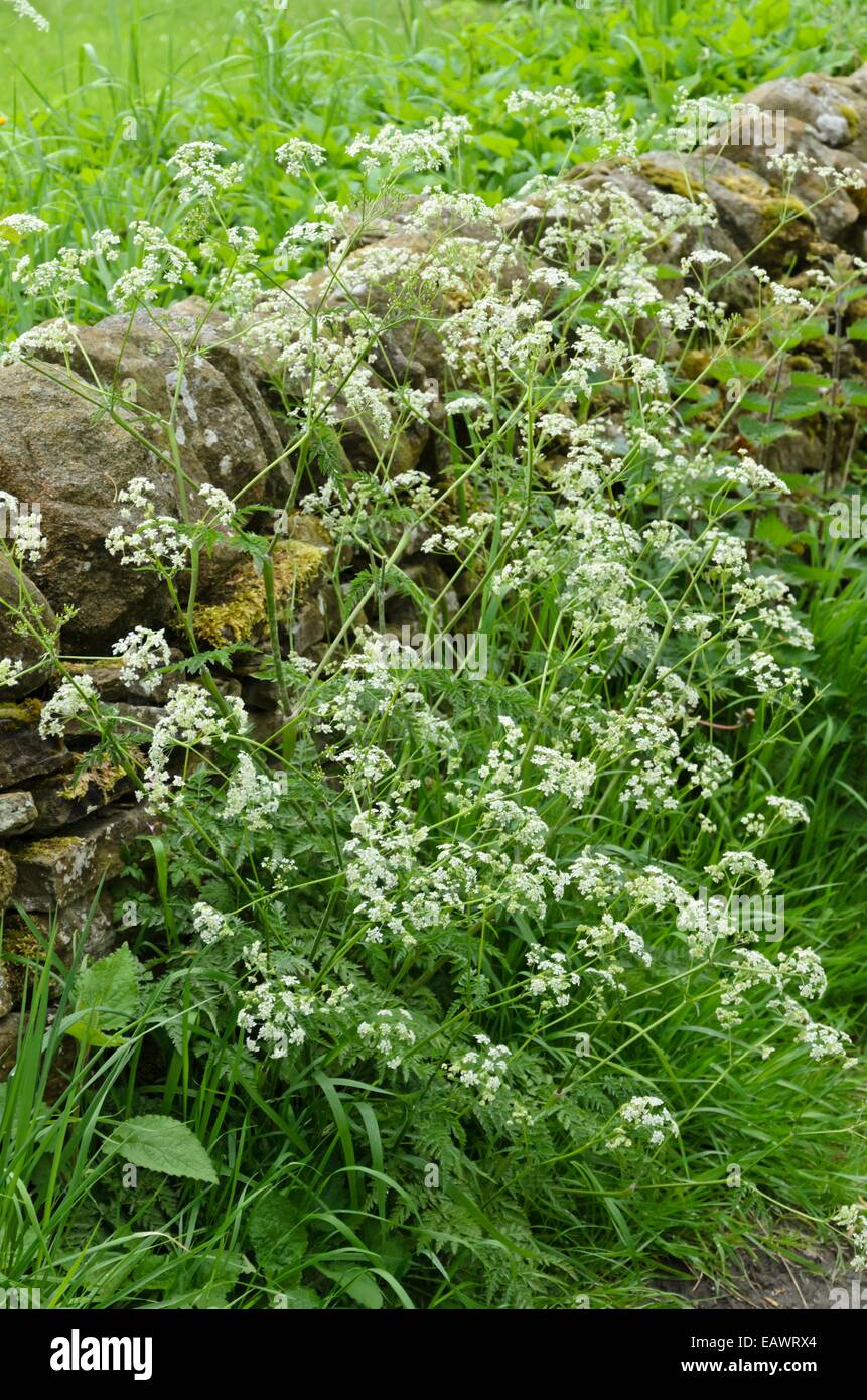 Wild chervil (Anthriscus sylvestris) at a mossy stone wall Stock Photo