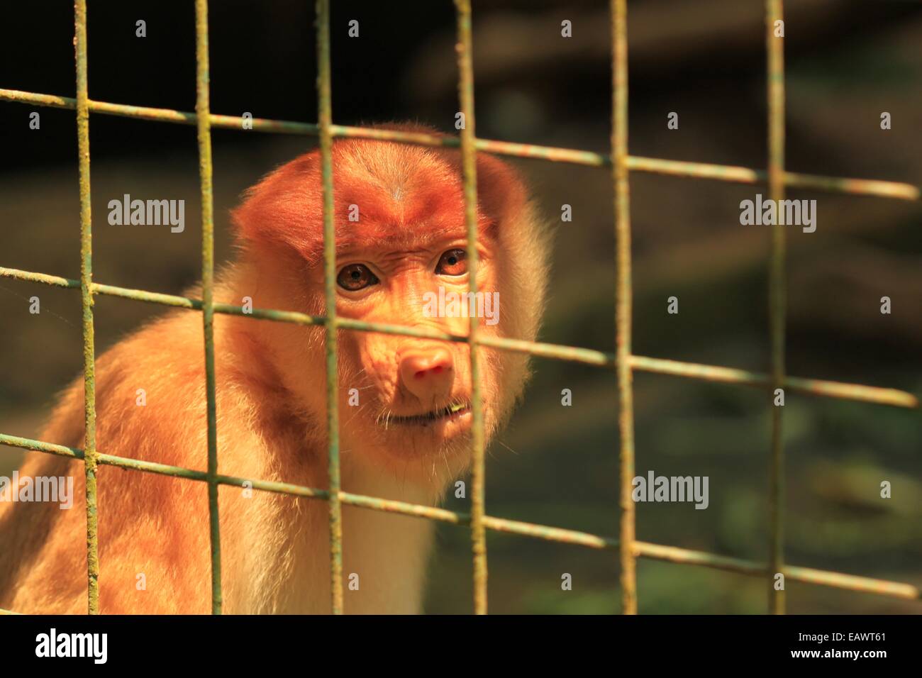 Endangered proboscis monkey (Nasalis larvatus) in Lok Kawi Wildlife Park, Borneo Stock Photo
