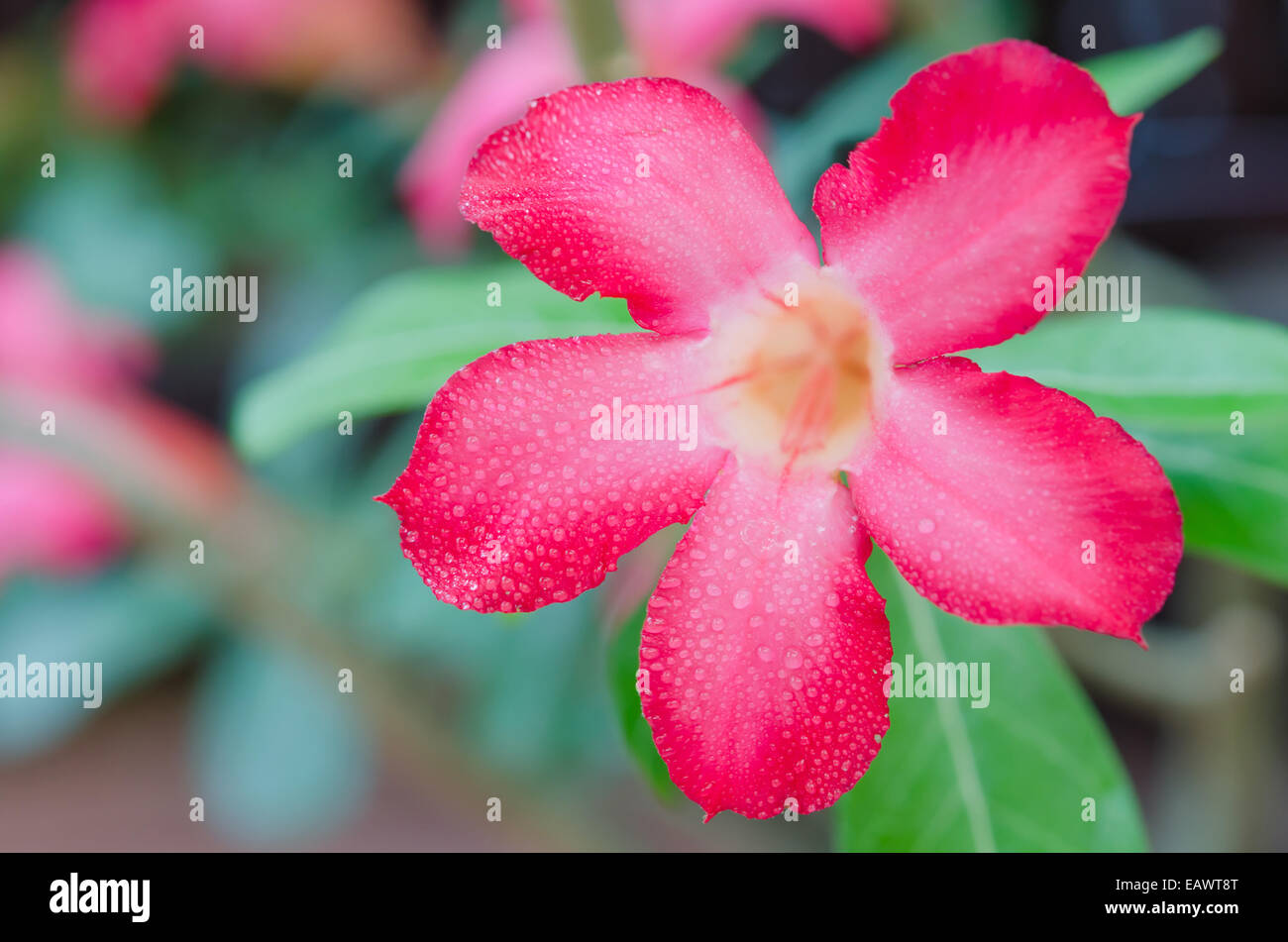 close up of flower Impala Lily Adenium - Desert Rose Stock Photo