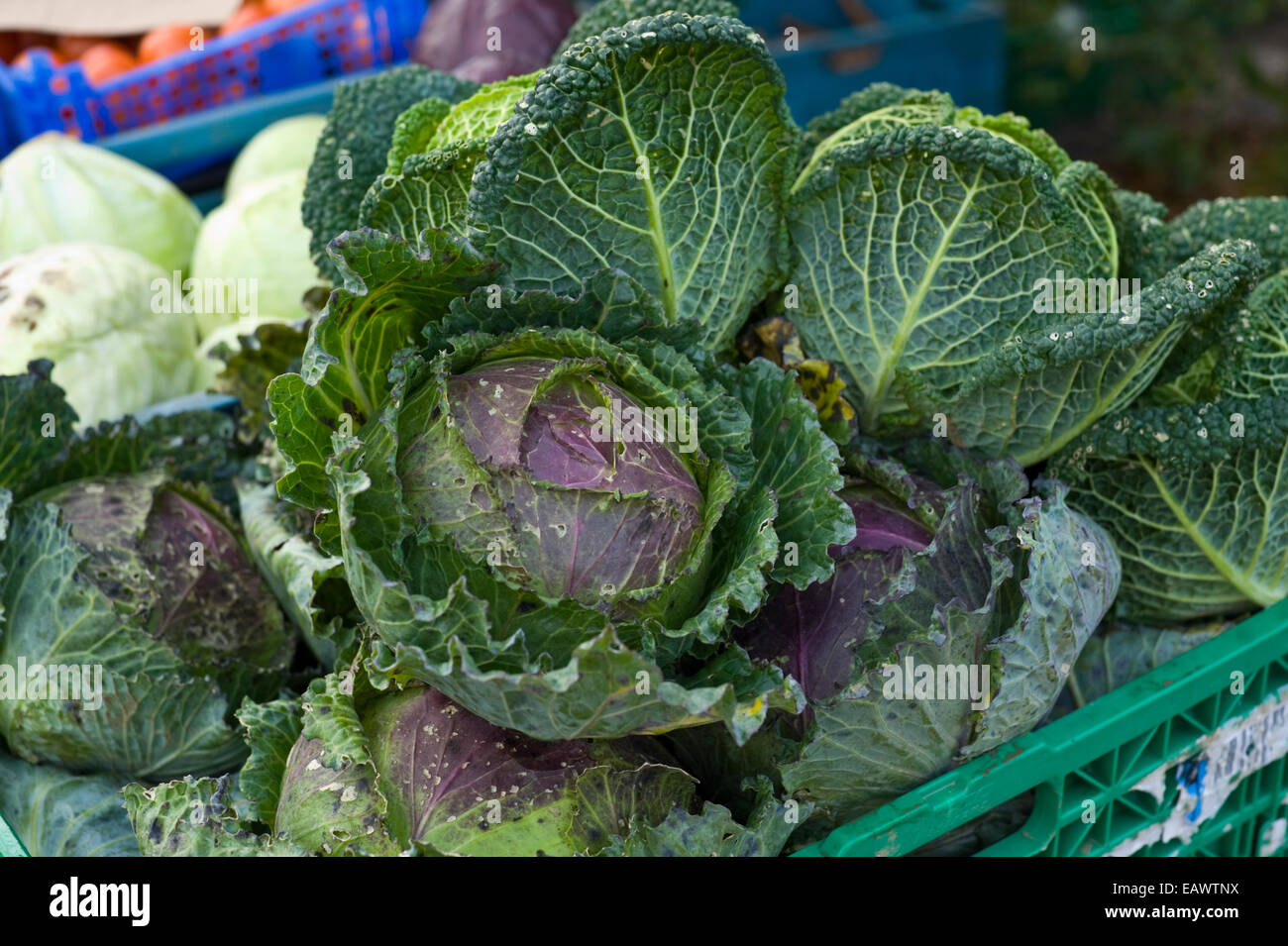 Locally grown vegetables for sale on stall at Edinburgh Farmers Market in city centre Edinburgh