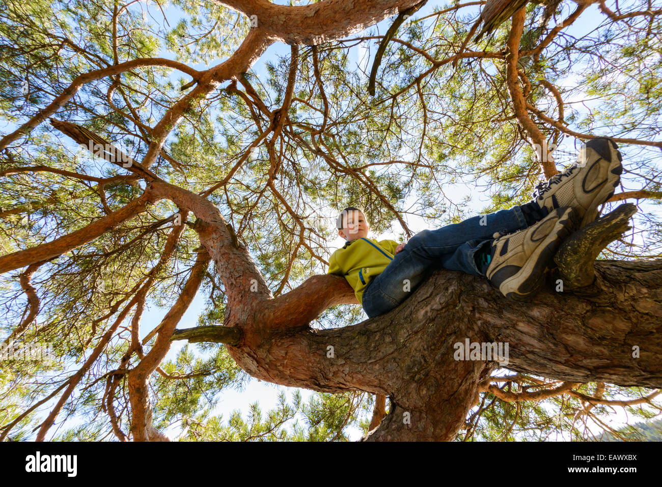 Young boy sitting in a high treetop Stock Photo