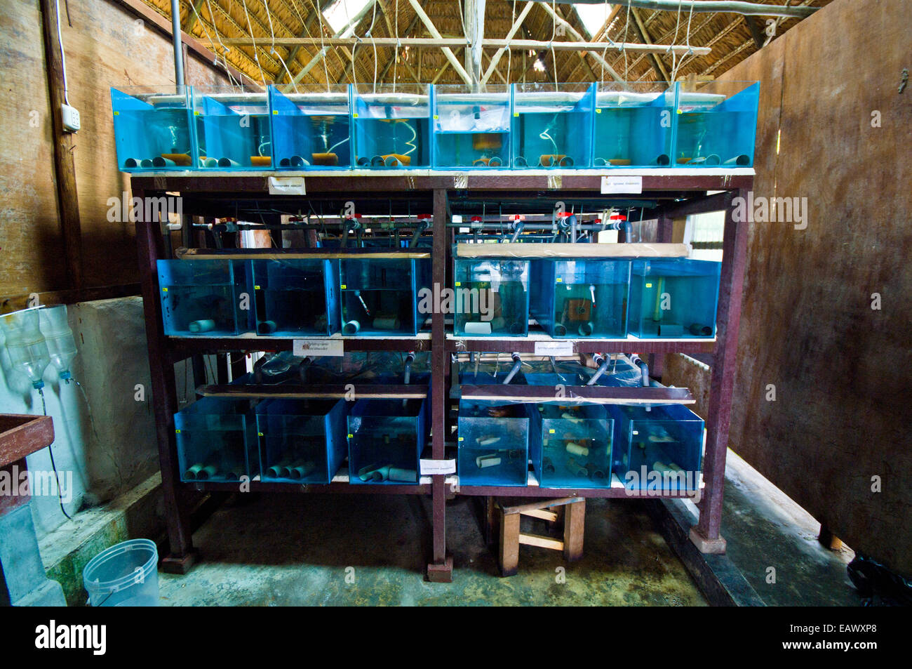 Banks of aquariums in a freshwater fish breeding research facility in the Amazon Basin. Stock Photo
