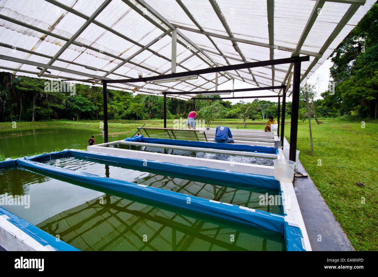 Algae ponds with freshwater fish and aquatic plants at a research facility in the Amazon Basin. Stock Photo