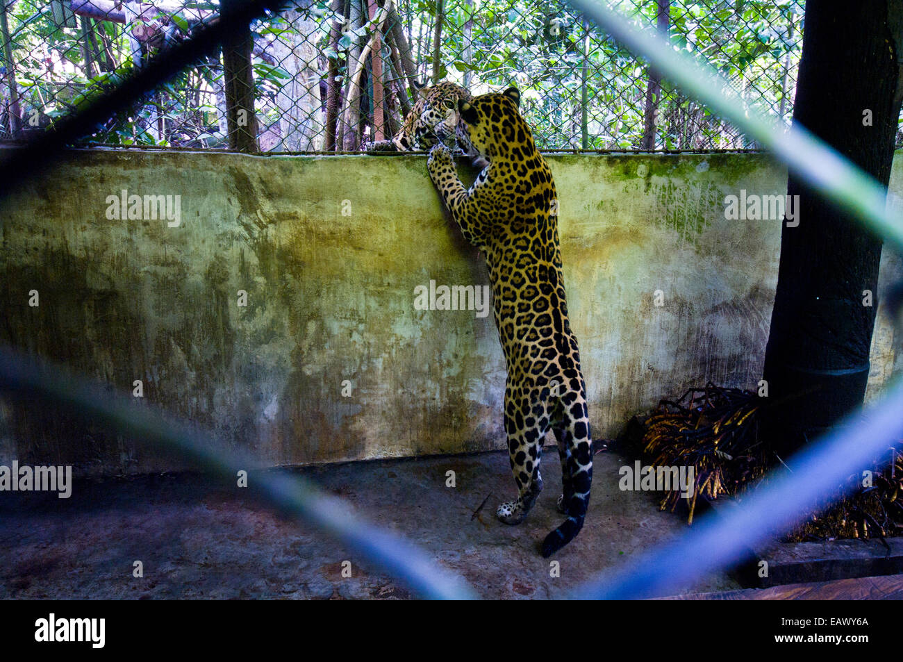 A confiscated Jaguar meets another for the first time after living in an urban environment. Stock Photo