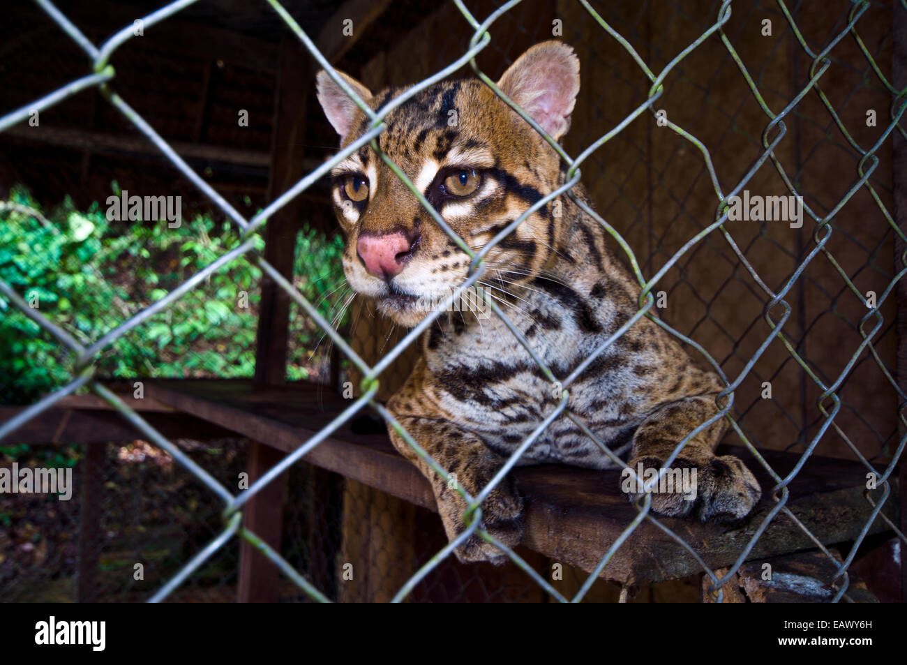 An ocelot confiscated from poachers rests in a cage at a zoo in the Amazon Rainforest. Stock Photo