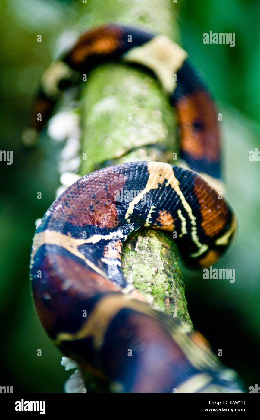 The coiled scale patterns of a Red-tailed Boa Constrictor wrapped around a rainforest vine. Stock Photo