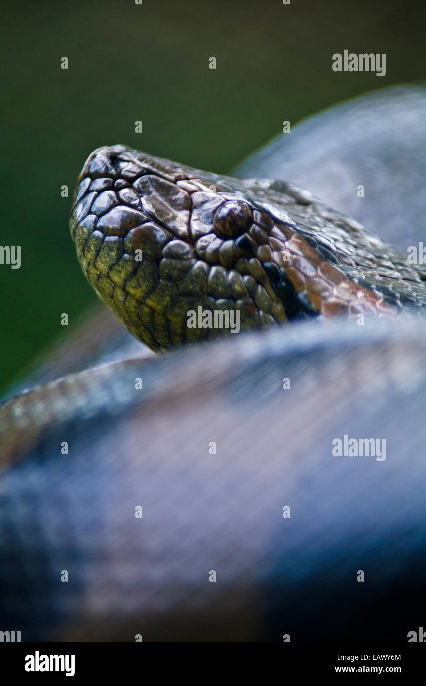 The scaled head of a Green Anaconda peers from its large muscular coils. Stock Photo