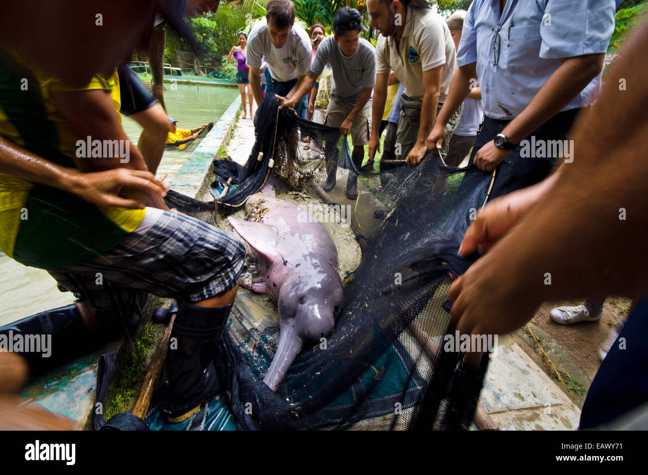 Park rangers and marine mammal experts move an Amazon River Dolphin to a new unpolluted pool. Stock Photo