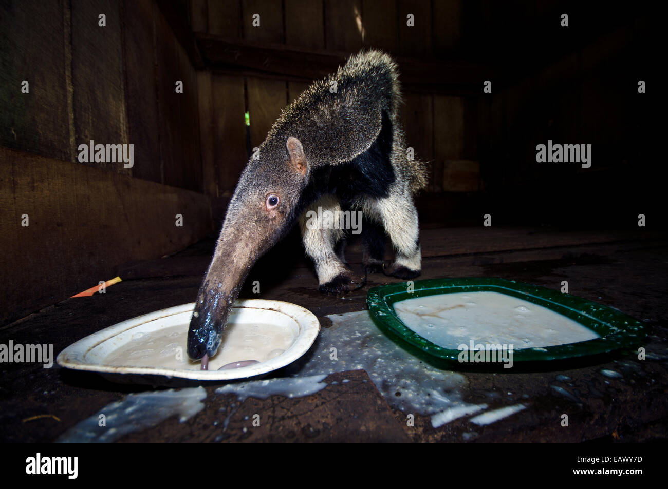 A Giant Anteater laps up an artificial diet in a wooden box after confiscation from poachers. Stock Photo