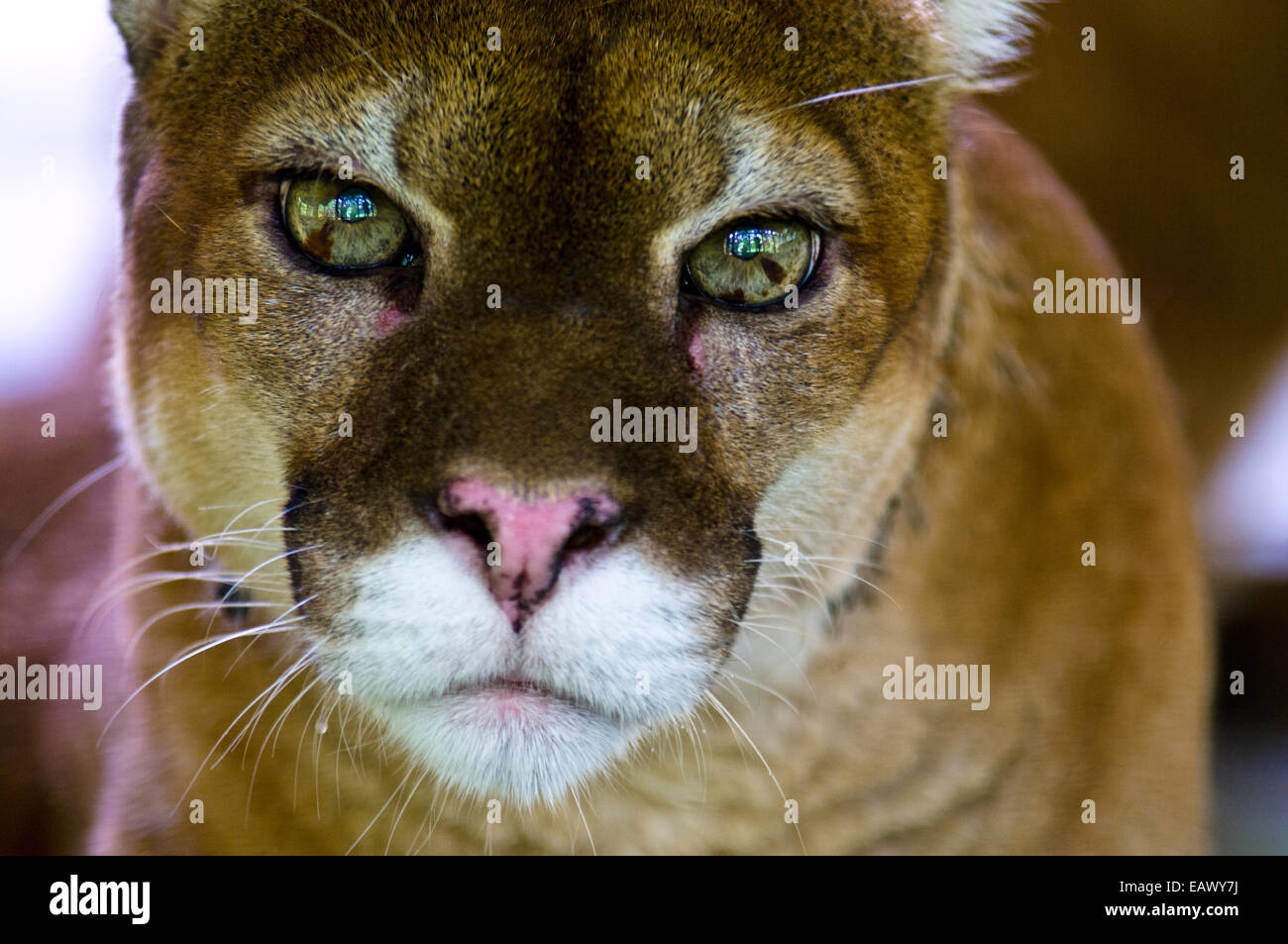 The focused and menacing stare of a mountain lion with lime green eyes. Stock Photo