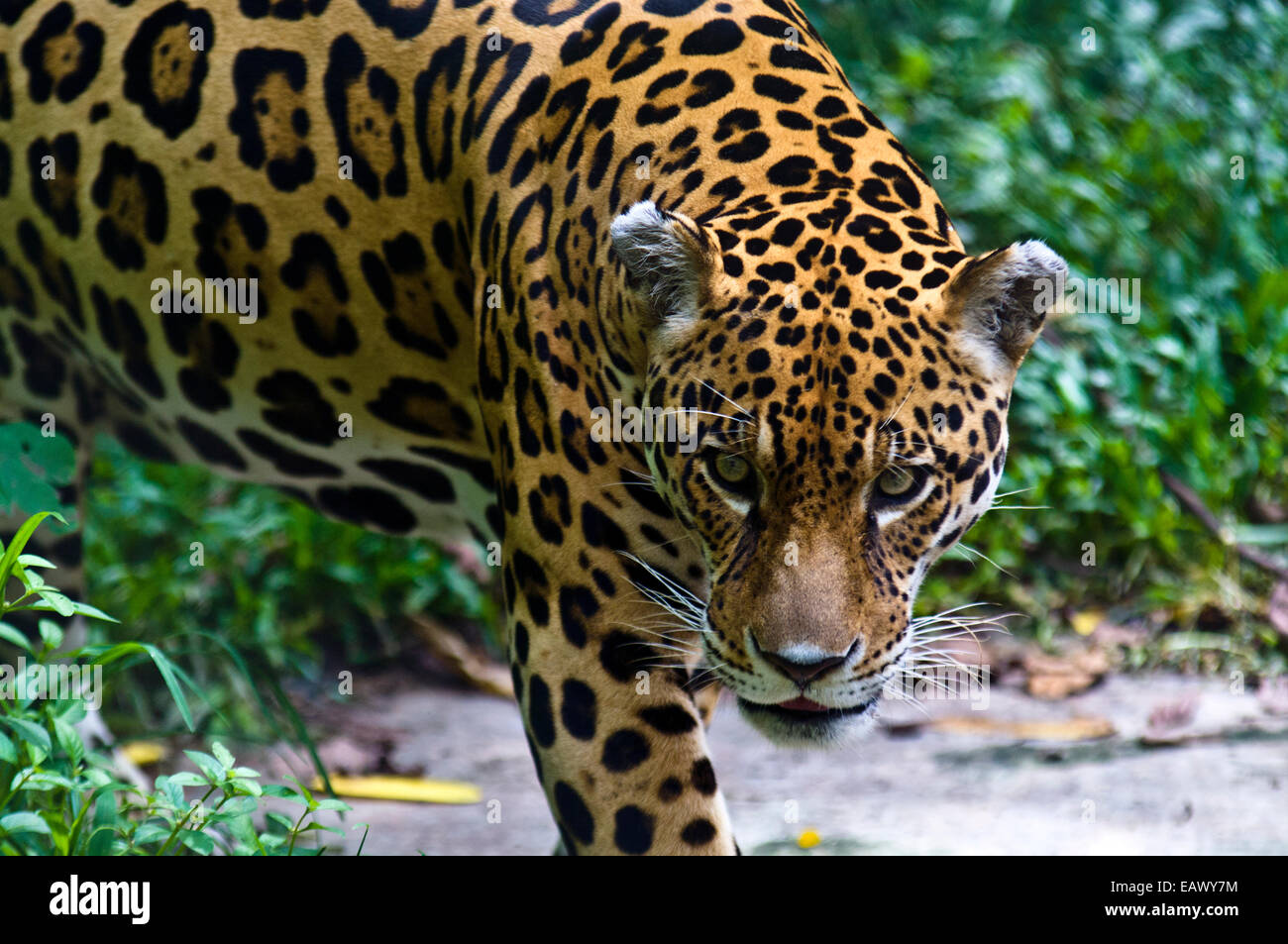 The predatory stare of a Jaguar with a beautiful fur coat of roseate