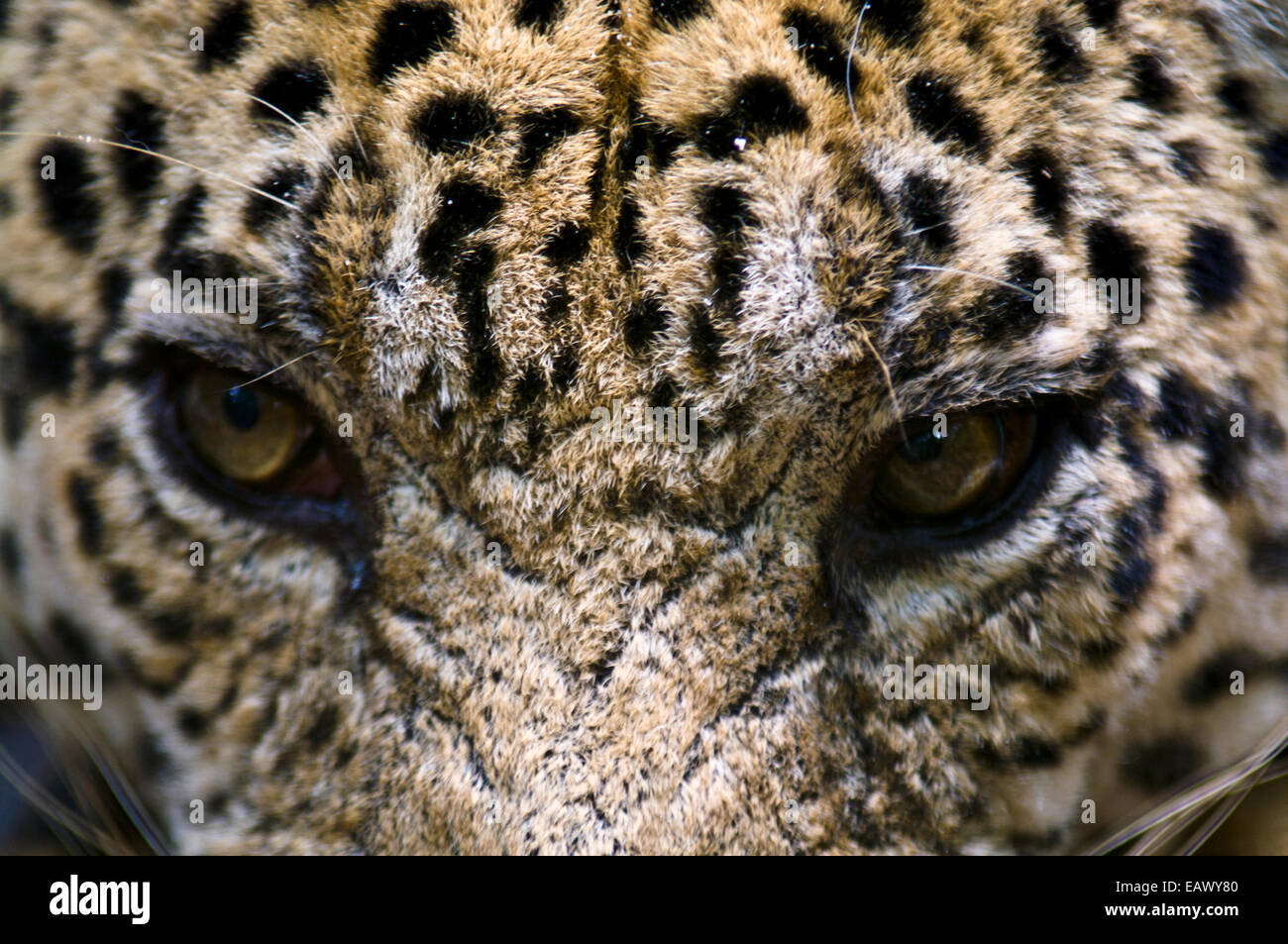 The menacing stare of a Jaguar, the top predator of the Amazon rainforest. Stock Photo
