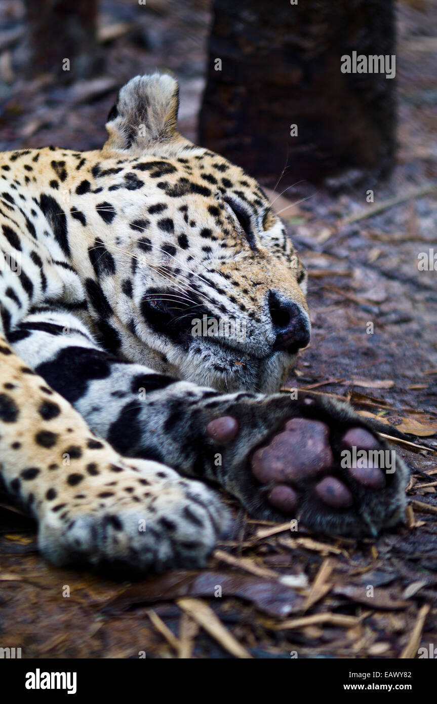 A Jaguar lying asleep on the ground during the midday heat of the Amazon Basin. Stock Photo