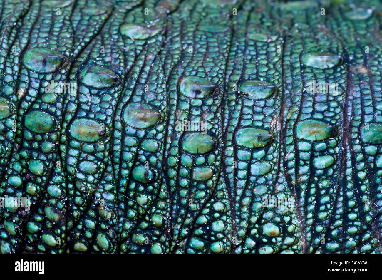 The prehistoric green scales on the flank of a northern caiman lizard. Stock Photo