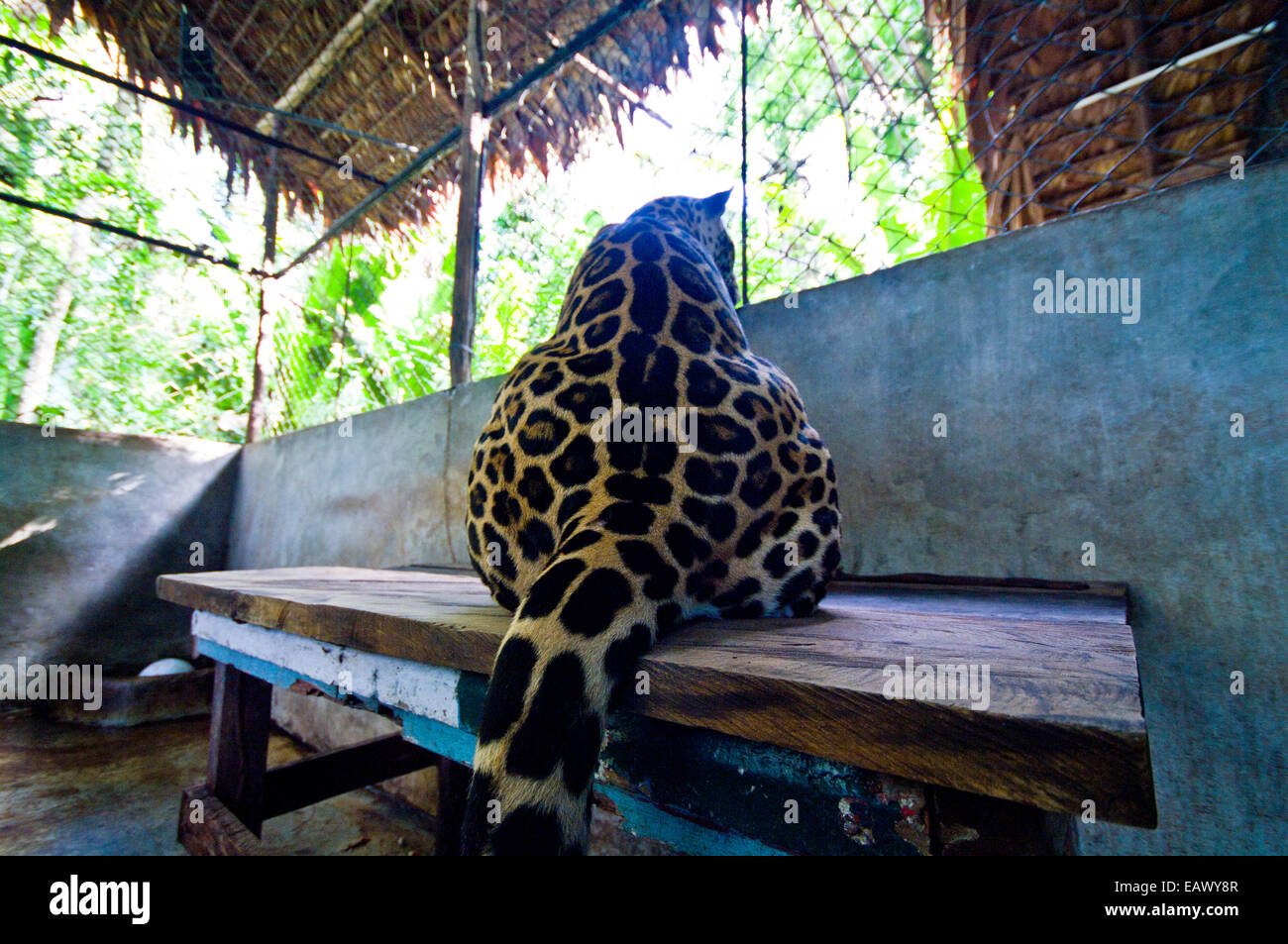 A confiscated Jaguar experiences the sounds and smells of the nearby jungle for the first time. Stock Photo