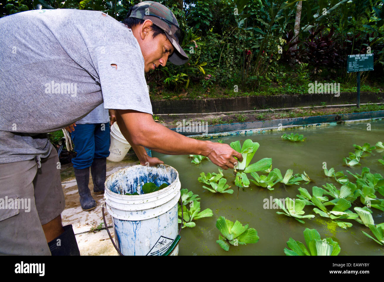 A park ranger places water lettuce plants into an Amazon River Dolphin pool to clean the water. Stock Photo